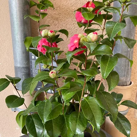 Bed & Breakfast Masoe Des Chatards Neuilly-le-Real