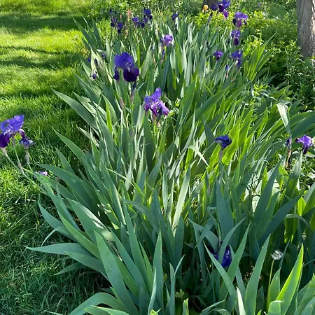 Masoe Des Chatards 3* Neuilly-le-Réal