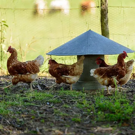 Bed and breakfast Masoe Des Chatards Neuilly-le-Réal