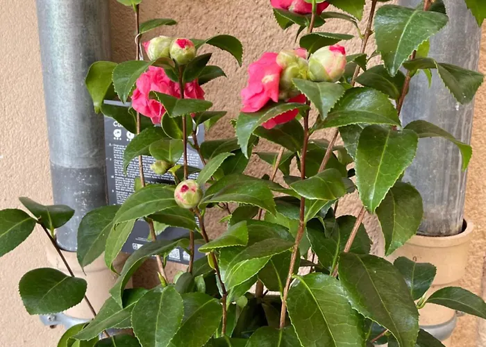 Panzió Masoe Des Chatards Neuilly-le-Réal