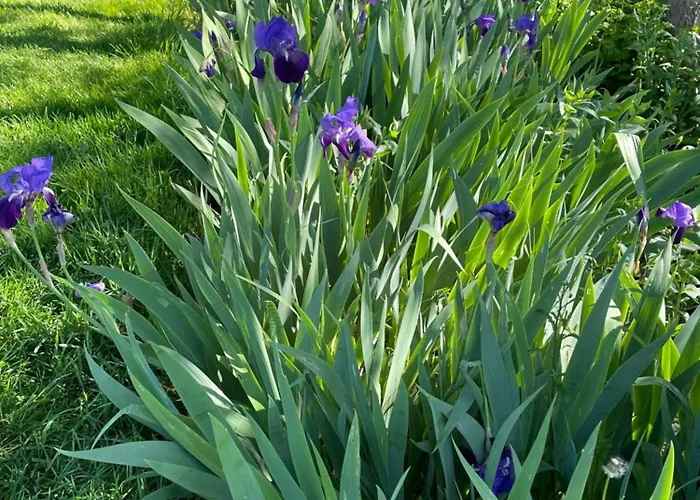 Masoe Des Chatards 3* Neuilly-le-Réal