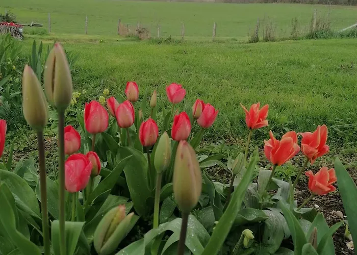 Masoe Des Chatards Alojamento de Acomodação e Pequeno-almoço 3*