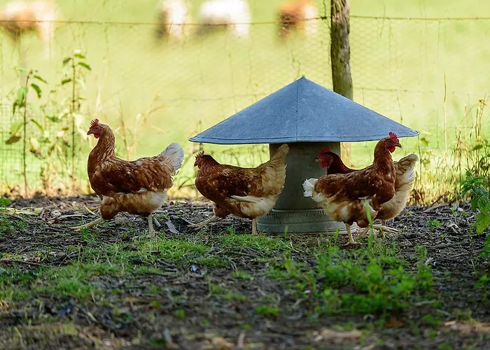 Alojamento de Acomodação e Pequeno-almoço Masoe Des Chatards Neuilly-le-Réal